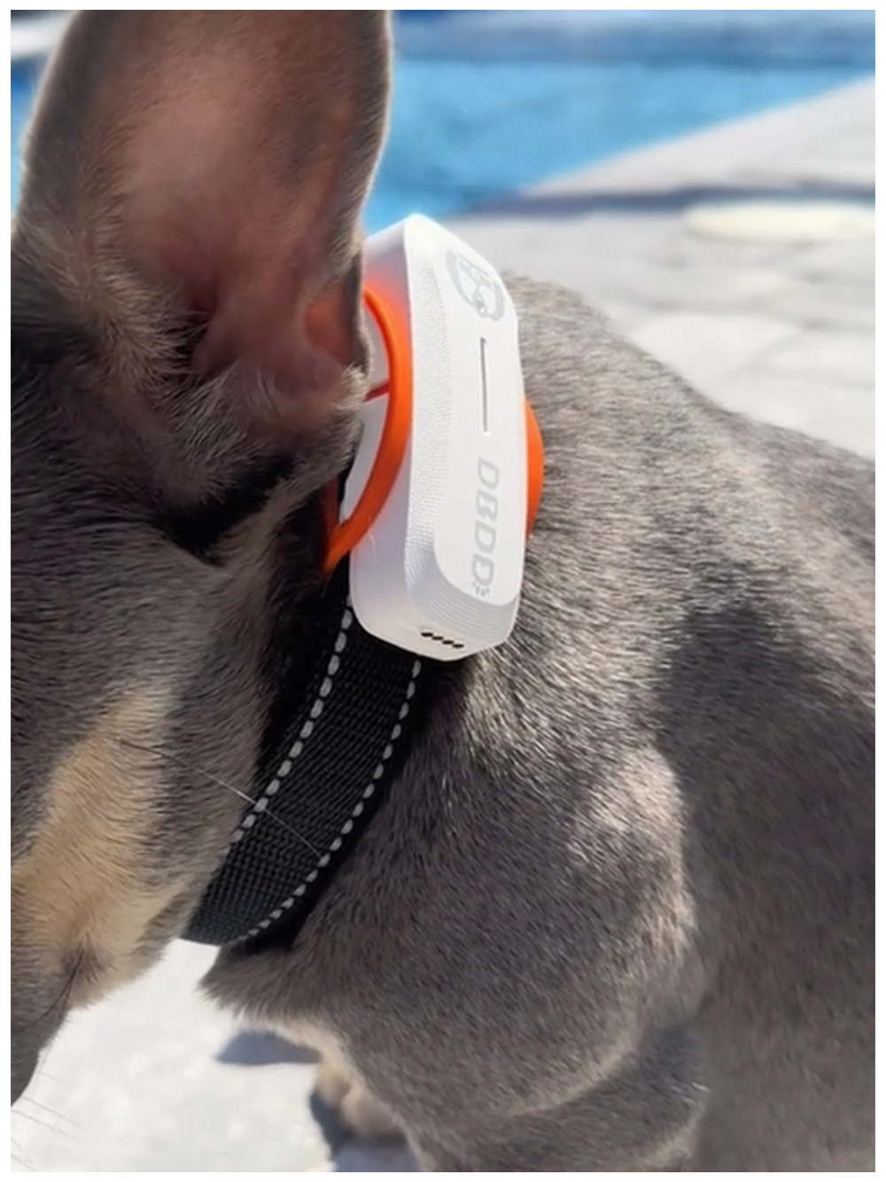 gps-for-dogs-tracker